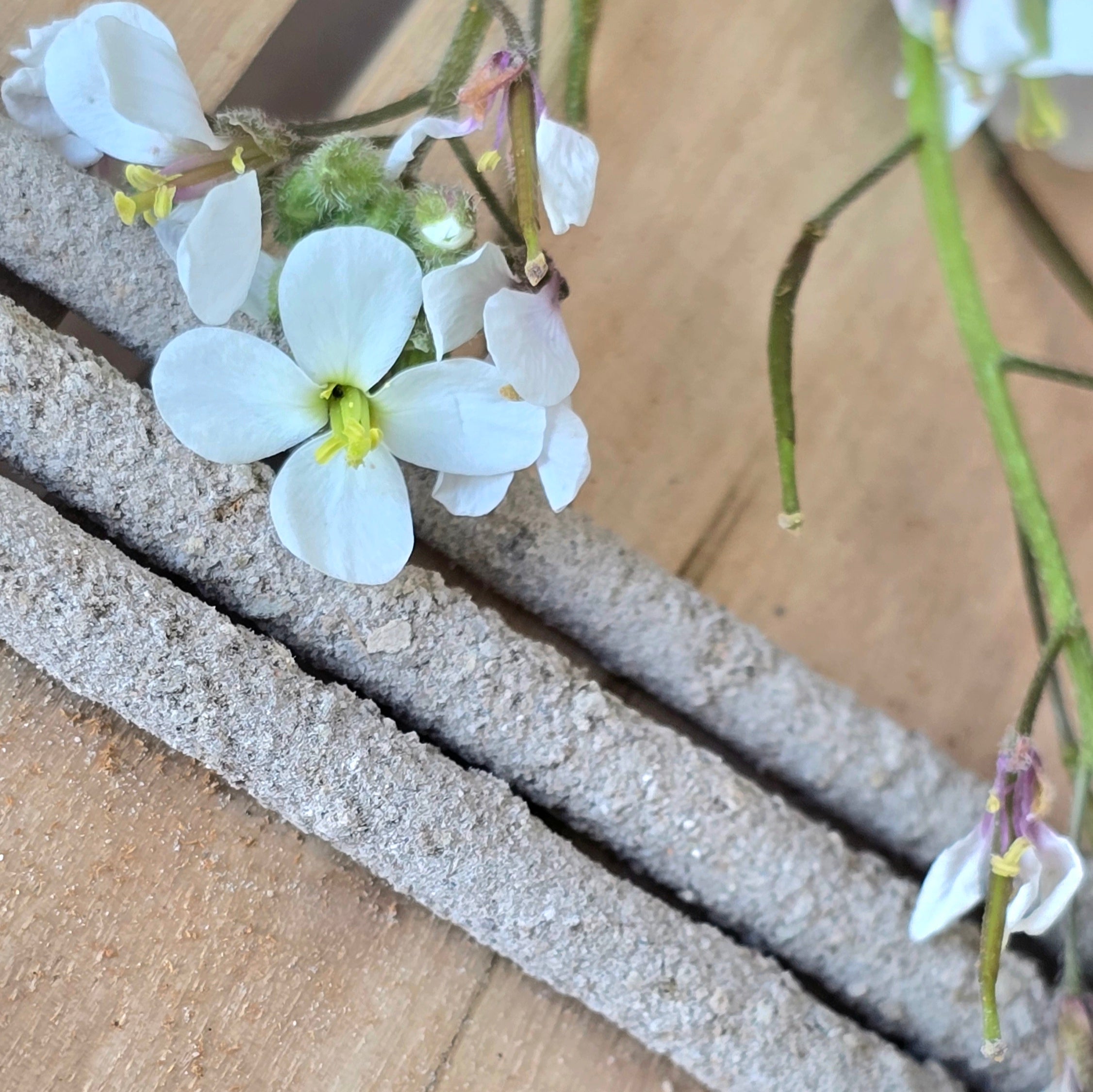 Incienso Copal & Palo Santo Banjara