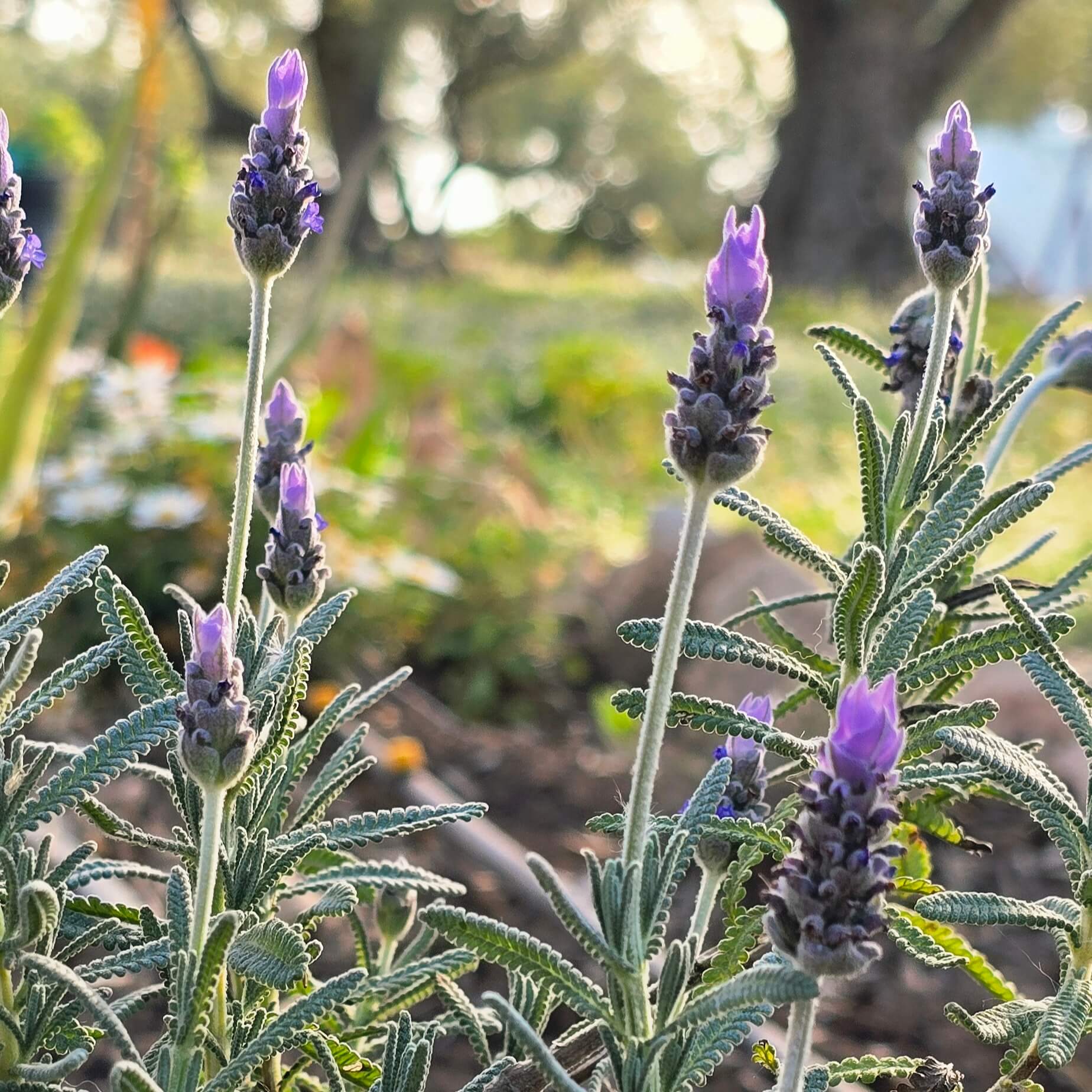 Jabón Natural Ecológico de Lavanda · 250 ml